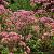 Eupatorium 'Baby Joe' Pot 9 cm
