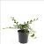 Cotoneaster dammeri Pot 1,5 liter
