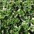 Euonymus fort. 'Emerald Gaiety' Pot 2 Liter