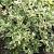 Euonymus fort. 'Harlequin' Pot 2 Liter