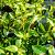 Euonymus fort. Blondy Pot 2 Liter