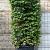 Fagus sylvatica Pot 350 Liter 250 - 300 cm kubus