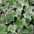 Hedera hel. 'Glacier' Pot 2 Liter
