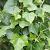 Hedera hel. 'Plattensee' Pot 2 Liter