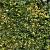 Ilex crenata 'Glory Gem' Pot 18 liter Halfstam