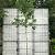 Liquidambar styraciflua Hoogstam (Stamomtrek 8-10 cm)