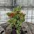 Pieris jap. 'Carnaval' Pot 2 Liter