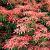 Pieris jap. 'Mountain Fire' Pot 2 Liter