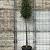 Quercus ilex Hoogstam (Stamomtrek 16-18 cm)