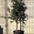 Quercus ilex Pot 45 Liter Halfstam (Stamomtrek 12-14 cm)