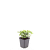 Cornus canadensis Pot 9 cm