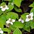 Cornus canadensis Pot 9 cm