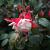 Fuchsia 'Madame Cornelissen' Pot 9 cm