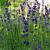 Lavandula ang. 'Dwarf Blue' Pot 9 cm