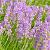 Lavandula ang. 'Hidcote' Pot 9 cm