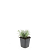 Lavandula ang. 'Munstead' Pot 9 cm
