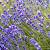 Lavandula ang. 'Munstead' Pot 9 cm