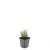 Lavandula ang. 'Rosea' Pot 9 cm