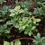 Pachysandra term. 'Green Carpet' Pot 9 cm