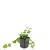 Vinca major Pot 9 cm