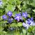 Vinca major Pot 9 cm