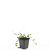 Vinca minor Pot 9 cm