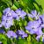 Vinca minor Pot 9 cm