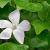 Vinca minor 'Alba' Pot 9 cm