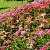 Spiraea jap. 'Anthony Waterer' Pot 3 Liter 