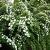 Spiraea vanhouttei Pot 3 Liter 