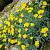 Achillea 'Coronation Gold' Pot 9 cm