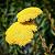 Achillea fil. 'Cloth of Gold' Pot 9 cm