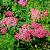 Achillea m. 'Cerise Queen' Pot 9 cm