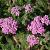 Achillea m. 'Lilac Beauty' Pot 9 cm