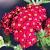 Achillea m. 'Paprika' Pot 9 cm