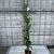 Trachelospermum jasminoides Pot 3 Liter 150 - 175 cm
