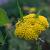 Achillea 'Moonshine' Pot 9 cm