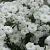 Achillea ptarmica 'The Pearl' Pot 9 cm