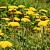 Achillea 'Taygetea' Pot 9 cm