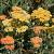 Achillea 'Terracotta' Pot 9 cm