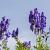 Aconitum carm. 'Arendsii' Pot 9 cm