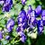 Aconitum henryi 'Spark's Variety' Pot 9 cm
