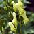 Aconitum lamarckii Pot 9 cm