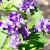 Aconitum napellus Pot 9 cm