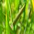 Acorus calamus Pot 9 cm