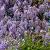 Wisteria sinensis 'Prolific' Pot 2 Liter
