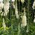 Actaea racemosa cordifolia Pot 9 cm