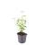 Agastache 'Black Adder' Pot 9 cm