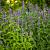 Agastache 'Black Adder' Pot 9 cm