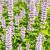 Agastache 'Blue Fortune' Pot 9 cm